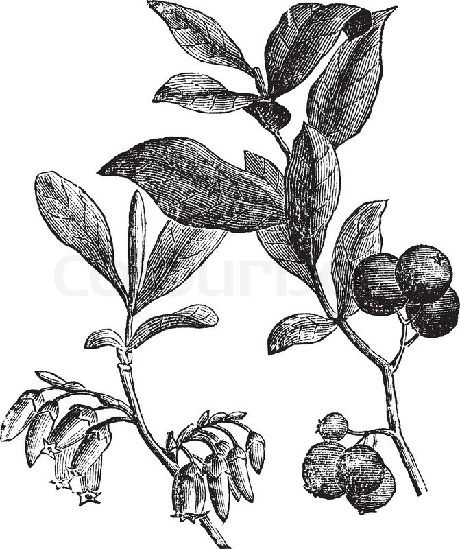671x800 Huckleberry Or Gaylussacia Resinosa Engraving Stock Vector