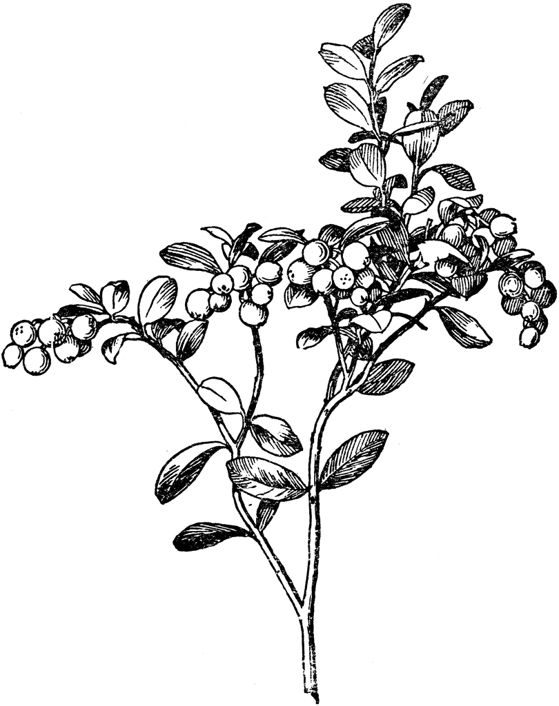 810x1024 Mountain Cranberry Clipart Etc