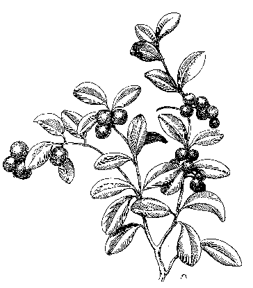 364x415 Southwoods Forest Gardens Ligonberry Antifreeze