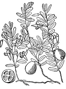 216x290 The Healing Power Of Plants