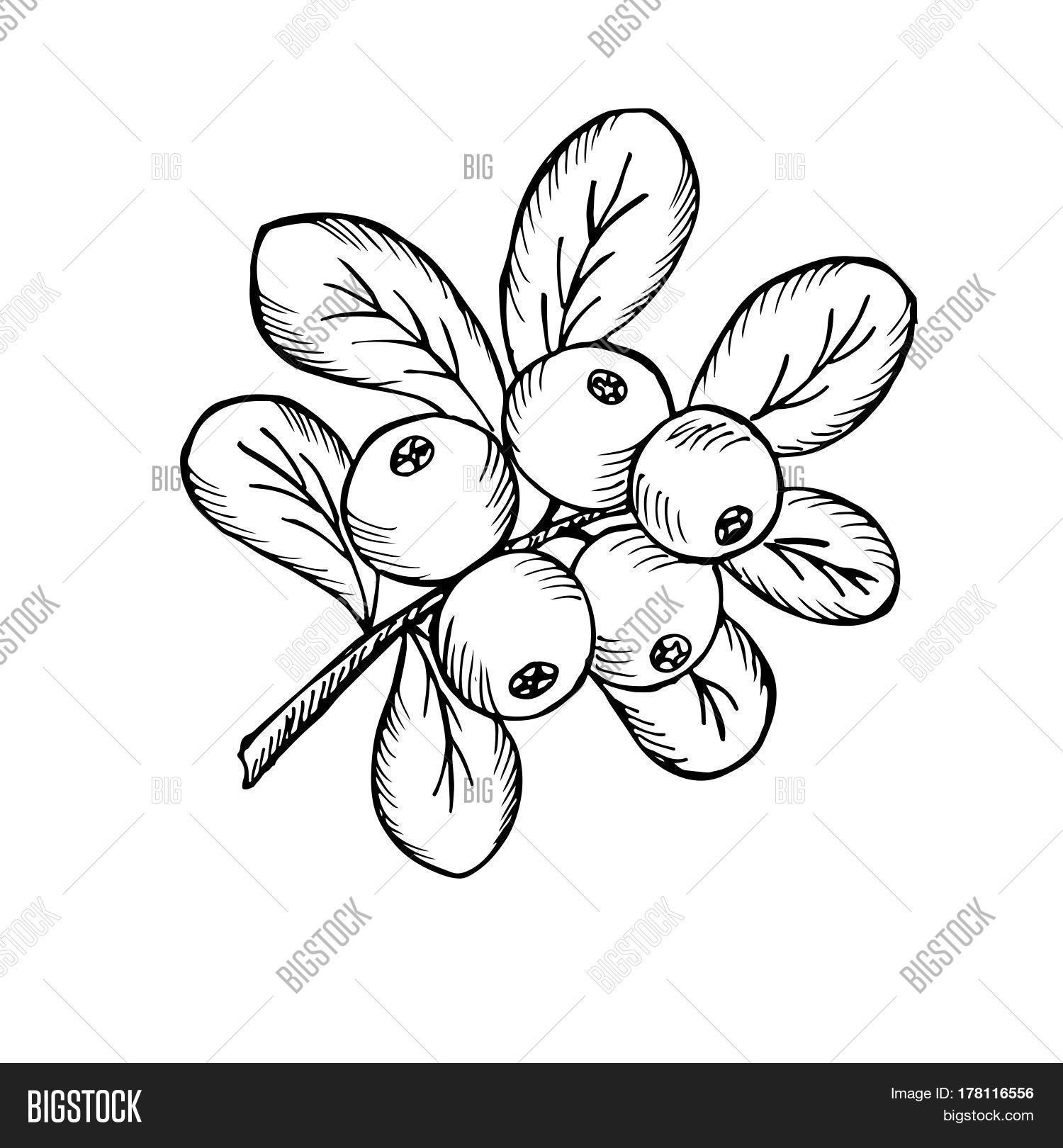 1500x1620 Leaves Branches. Vector Amp Photo Bigstock