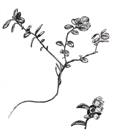 398x483 Alaska's Wilderness Medicines