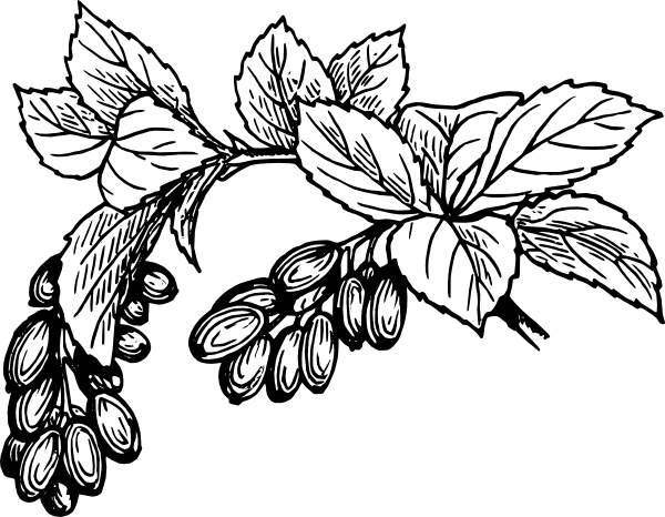 600x466 Barberry Clip Art