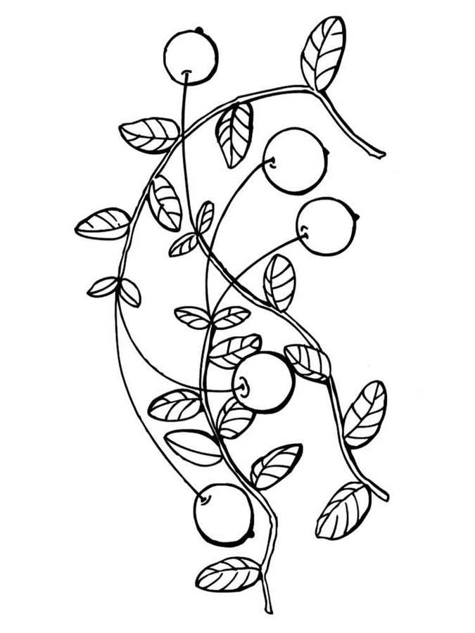 675x900 Coloring Pages Cranberry, Printable For Kids Amp Adults, Free