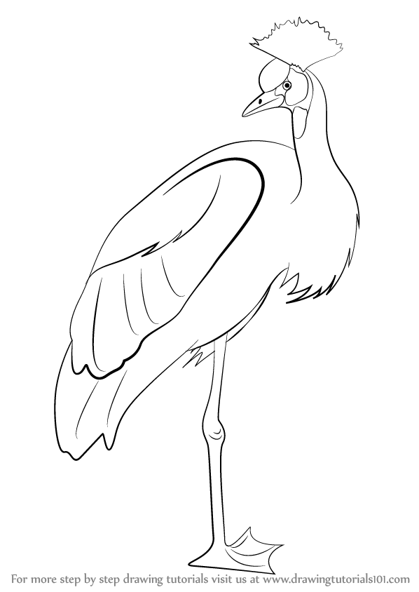 598x844 Learn How To Draw A Crowned Crane (Birds) Step By Step Drawing