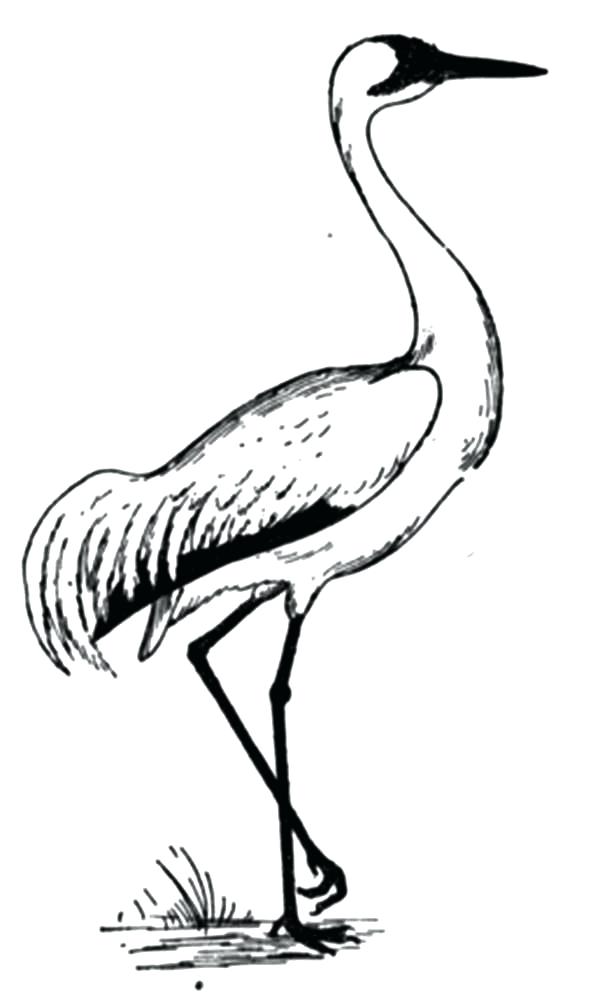 600x1000 Crane Animal Coloring Pages Crane Bird Coloring Pages Coloring