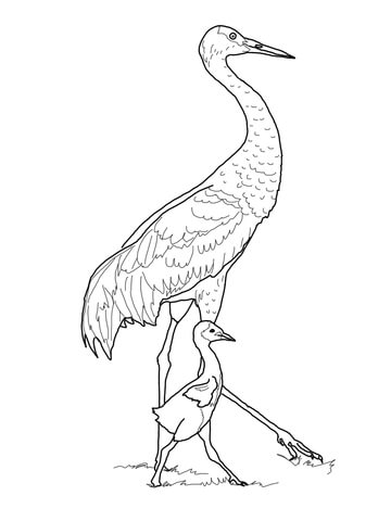 360x480 Sandhill Crane With Baby Coloring Page Free Printable Coloring Pages