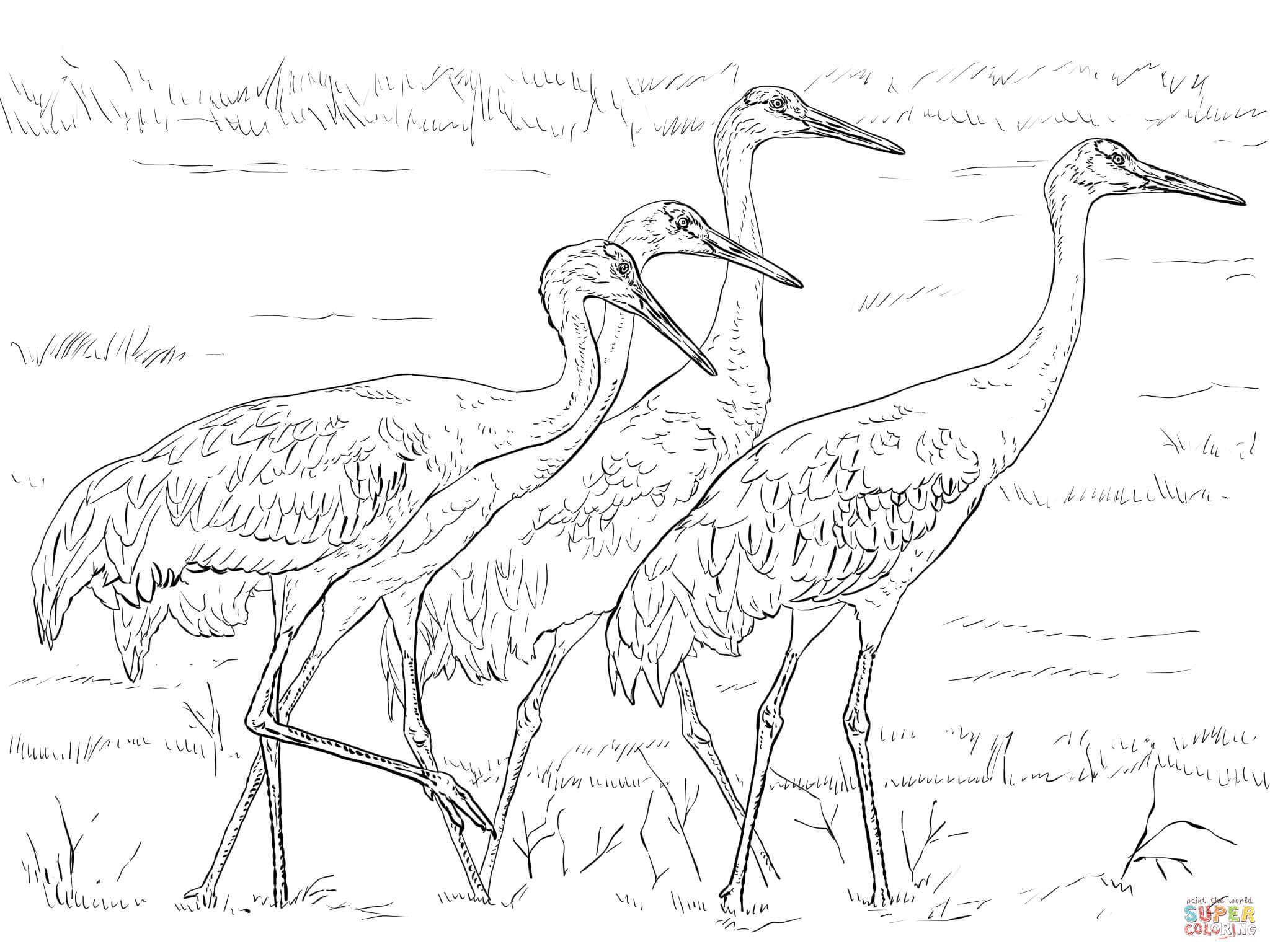 2048x1536 Sandhill Crane Coloring Pages Colouring In Sweet Page Four Cranes