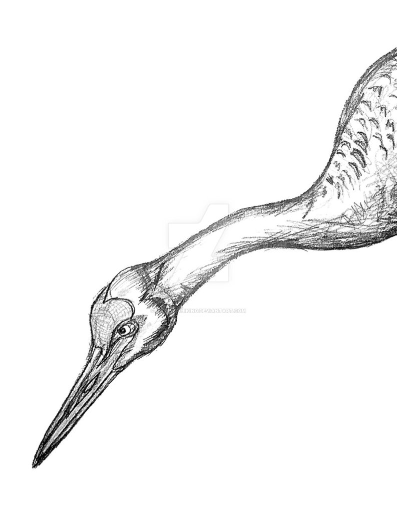 793x1008 Sandhill Crane Sketch By Likes2gohiking