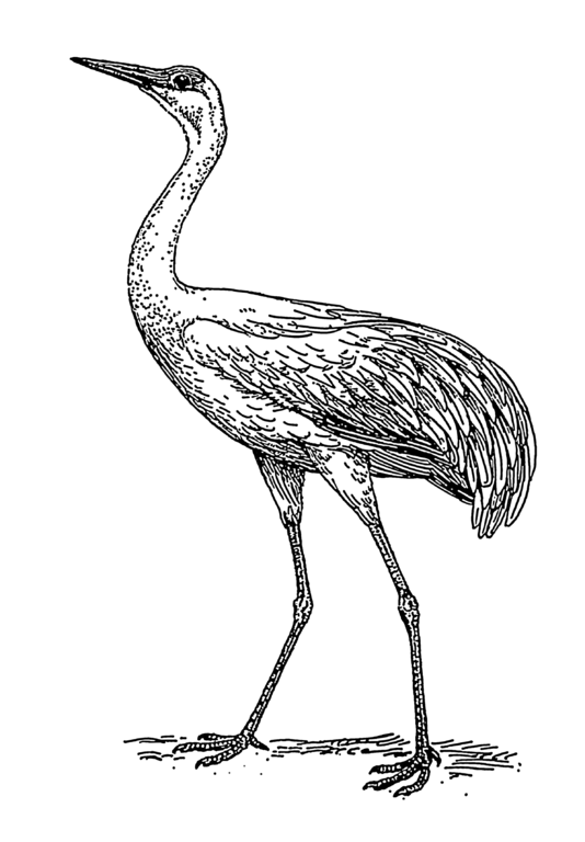 534x768 Filecrane 1 (Psf).png