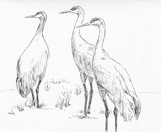320x261 Watercolor Studio With Joan Wolbier Three Sandhill Cranes