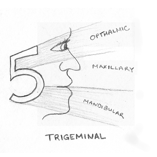 500x500 Cranial Nerves