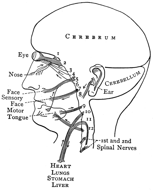 514x640 Distribution Of The Cranial Nerves Clipart Etc