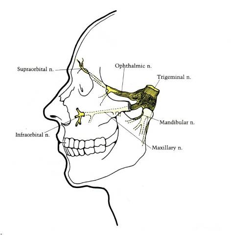 Cranial Nerve Drawing at GetDrawings | Free download