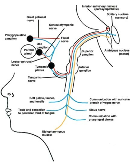 Cranial Nerve Drawing at GetDrawings | Free download