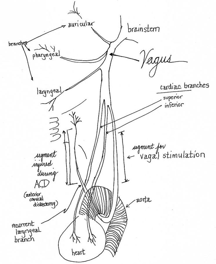 736x900 10 Best Vagus Nerve Images On Vagus Nerve, Brain Stem