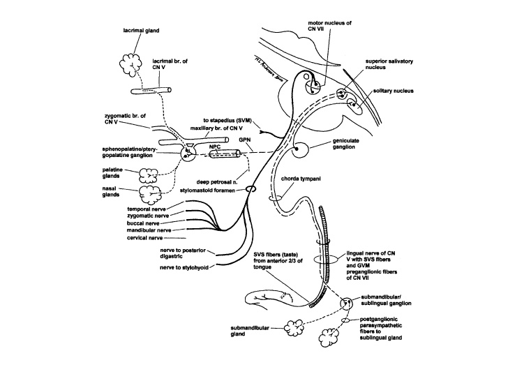 Cranial Nerve Drawing at GetDrawings | Free download