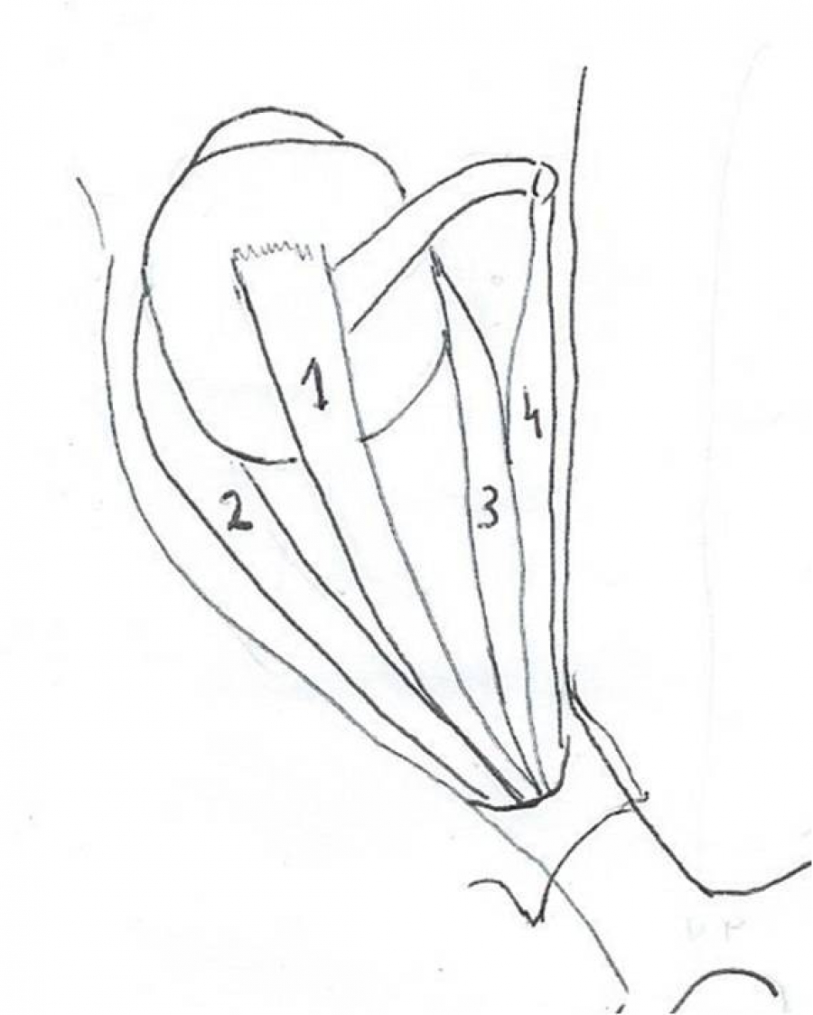 cranial-nerve-drawing-at-getdrawings-free-download