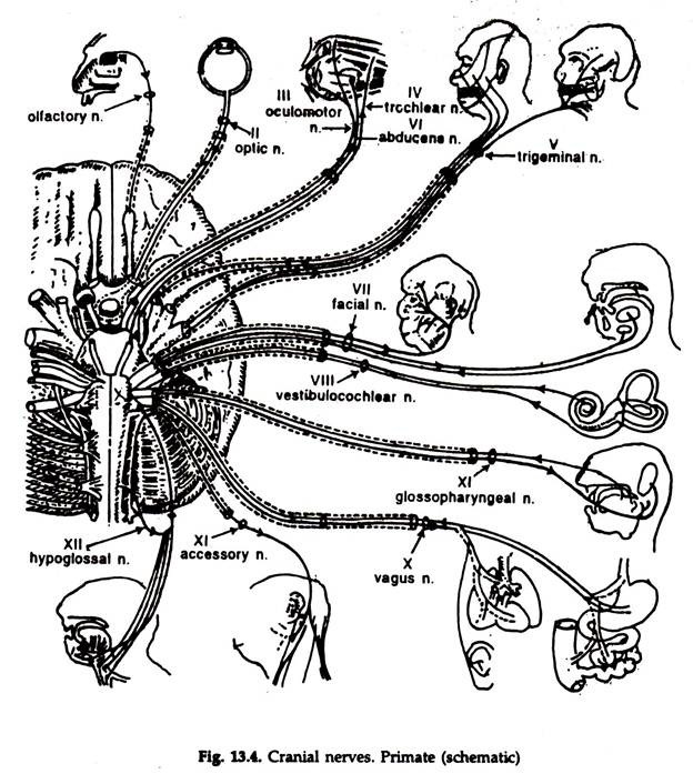 624x706 Peripheral Nervous System (With Diagram) Animals