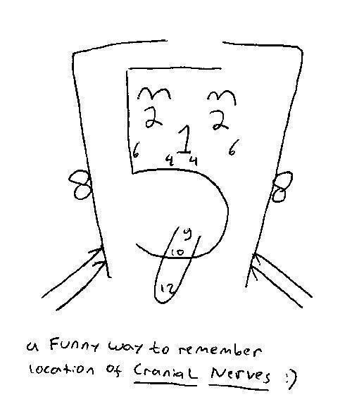 500x591 Remembering Cranial Nerves Nclex Study Help
