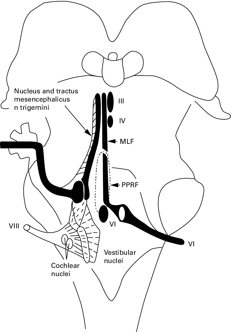 760x1092 Semischematic Drawing Of The Intrapontine Vestibular Nerve
