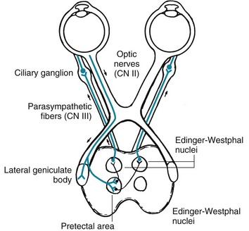 Cranial Nerve Drawing at GetDrawings | Free download