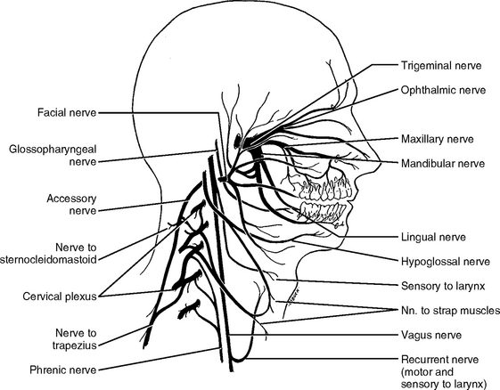 Cranial Nerve Drawing at GetDrawings | Free download