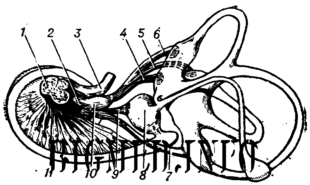 Cranial Nerves Coloring Coloring Pages