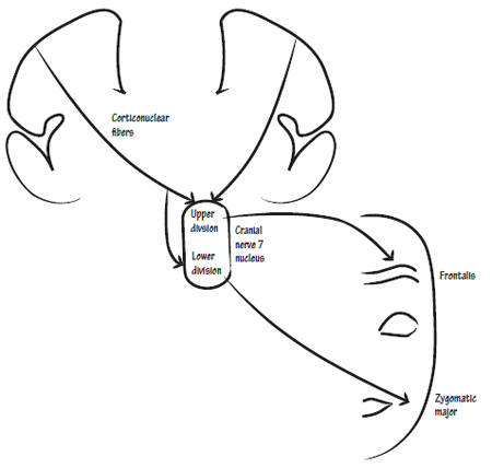 450x428 Facial Nerve Anatomy Epomedicine