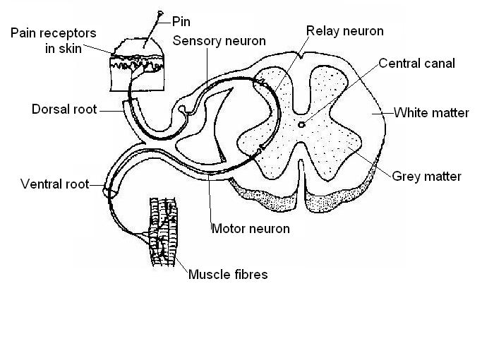 700x480 Nervous System Worksheet Answers