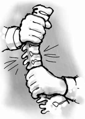 275x385 Spinal Nerve Roots Do Not Hook Up To Organs!