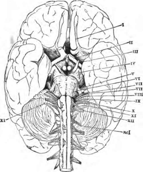 500x603 The Cranial Nerves