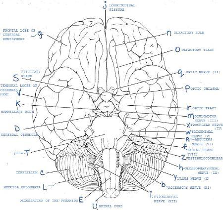 450x425 The Human Brain Gross Anatomy Of And Cranial Nerves Periodic