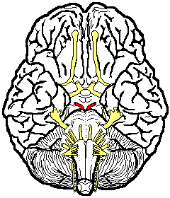 240x280 Cranial Nerves