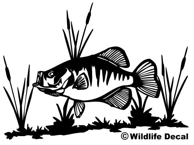 655x490 Crappie And Cattails Decal Md Wildlife Outdoors Fishing Fish