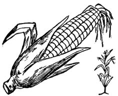 236x192 Image Result For Corn Drawing Carving Thoughts