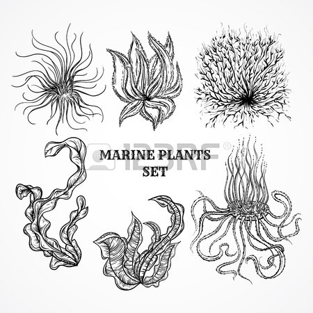 450x450 Sea Kelp Stock Photos. Royalty Free Business Images