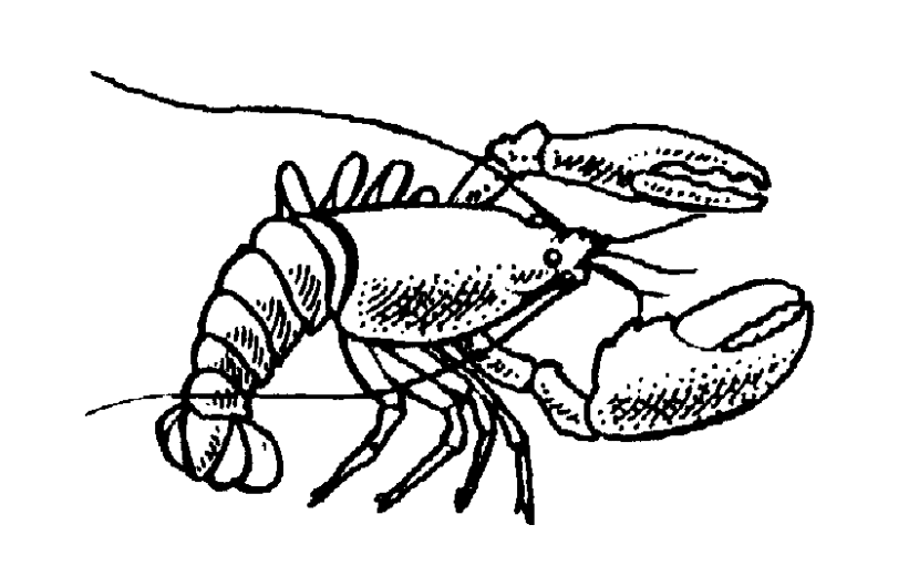 830x511 Crawfish Clipart Lobster Dinner