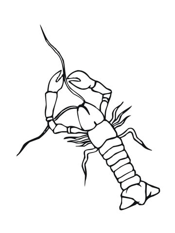 360x480 Crayfish Crowfish Coloring Page Free Printable Coloring Pages