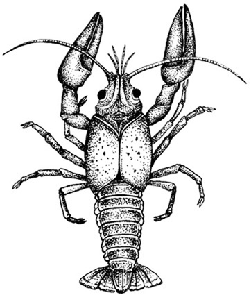 362x425 Crayfish