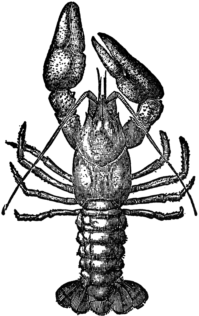 647x1024 Description Crawfish, Or Crayfish Is A Name Of Various