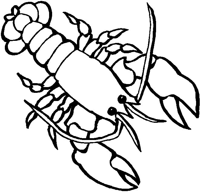 660x635 Drawn Lobster Color