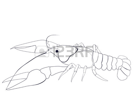 450x351 Black Outline Crayfish Sketch On White Background Royalty Free