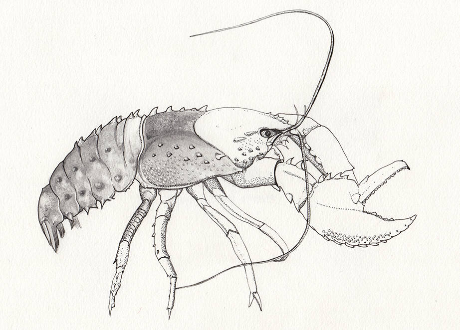 922x662 Murray River Crayfish Original Drawing