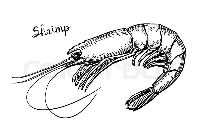 800x545 Shrimp Ink Sketch. Isolated On White Background. Hand Drawn Vector