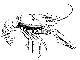 266x199 T. H. Huxley The Crayfish (1879)