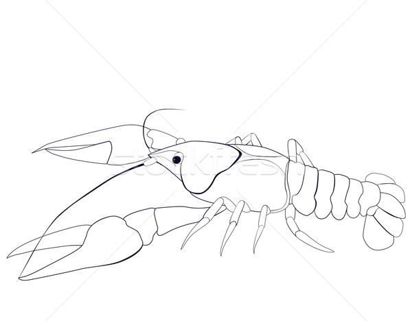 600x468 Crayfish Sketch Vector Illustration Irina Shishkina (Hipatia