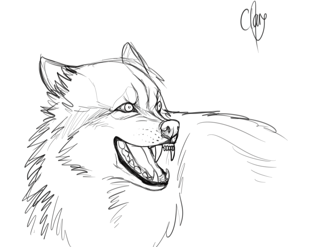 1011x790 Crazy Wolf Sketch By Treebuzza