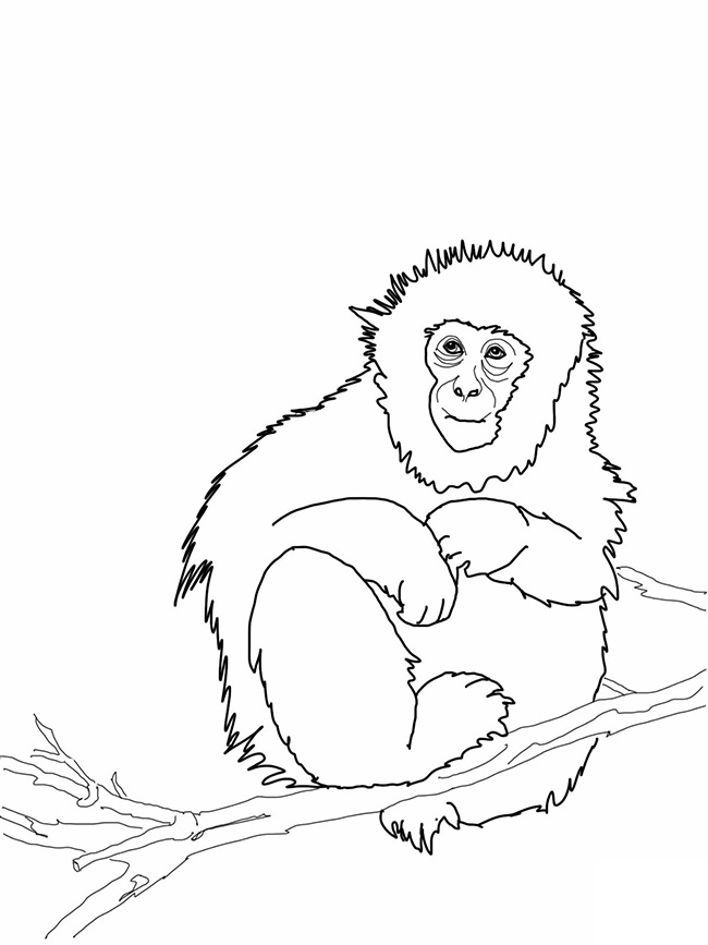 650x867 Monkey Template