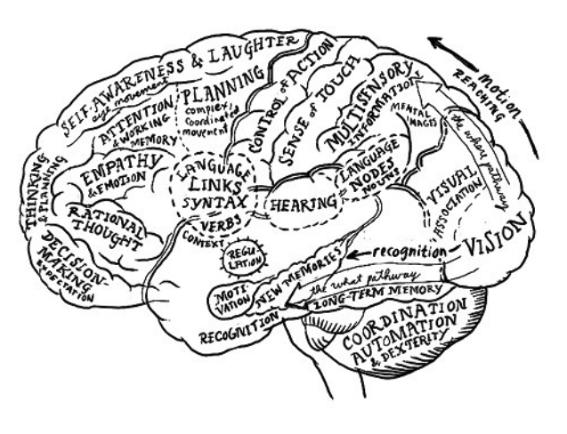 Creative Brain Drawing